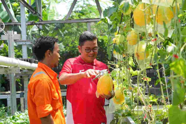 Panen Melon Golden Alisa, Rumah Education Center RW 09 Penggilingan Catat Hasil 20 Kilogram