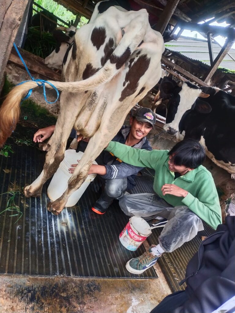 Mahasiswa UT Bandung Gelar Pelatihan dan Penyuluhan Ternak Sapi Perah di Pangalengan