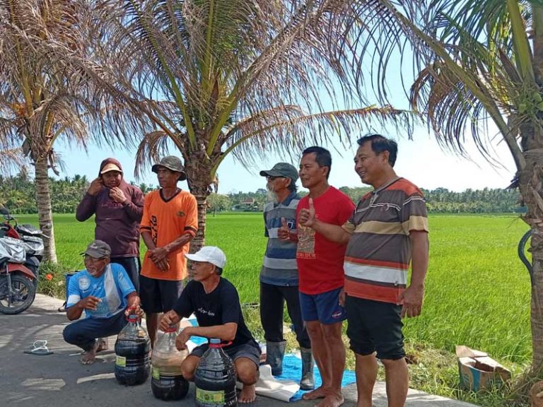 Dari Penyemaian ke Panen, Demplot Organik di Desa Tukadaya jadi Contoh Budidaya Ramah Lingkungan – Jangan Sampai Terlewat
